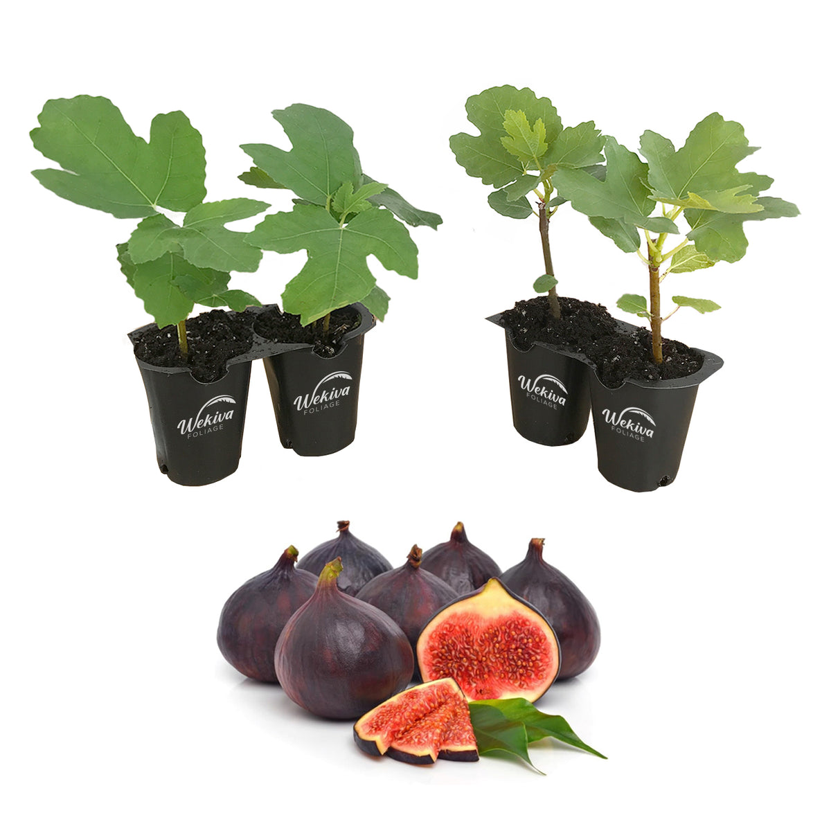 Figs 101: A Comprehensive Handbook on Fig Tree Care and Cultivation ...