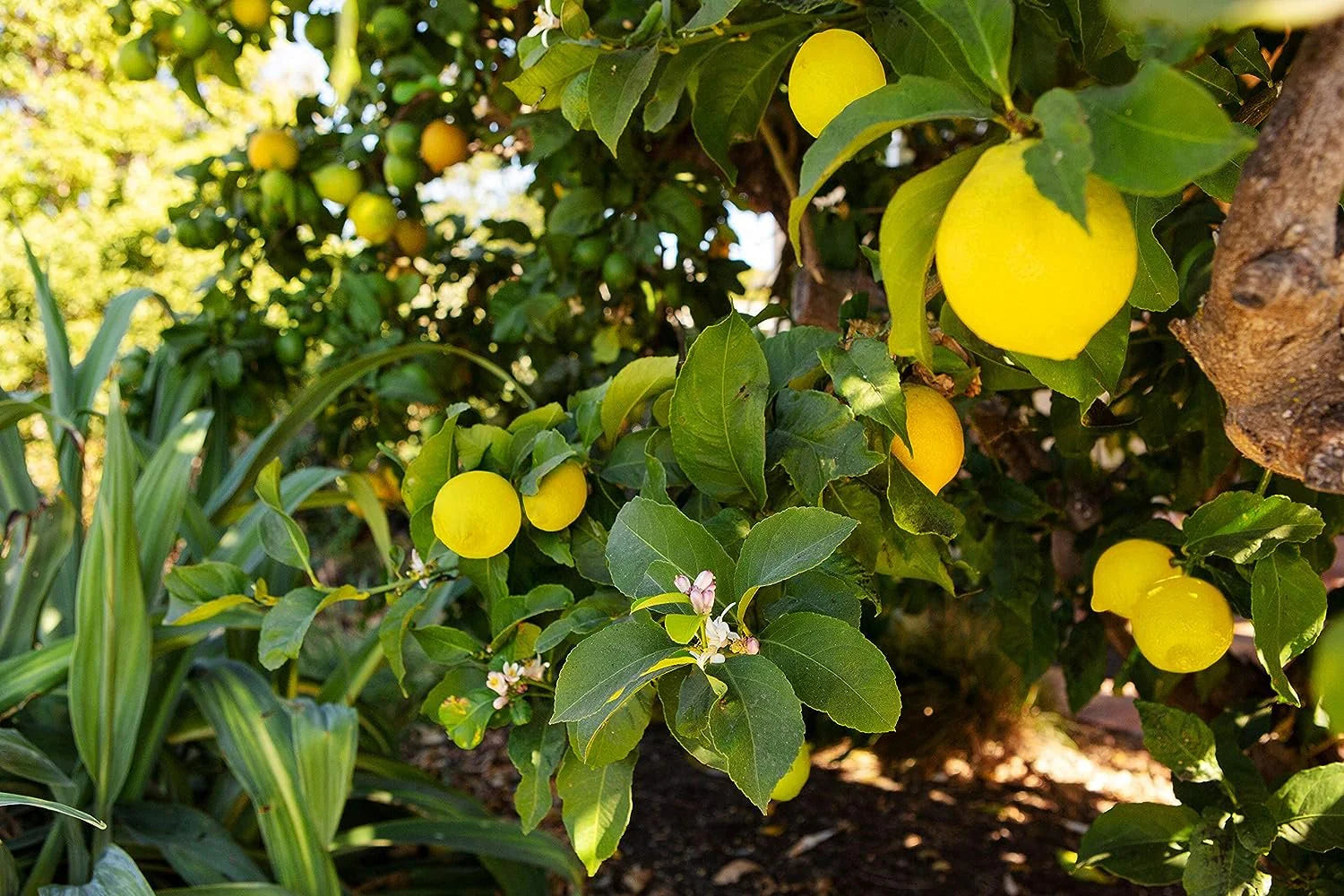 Meyer Lemon Trees: The Ultimate Citrus Companion for Your Garden ...