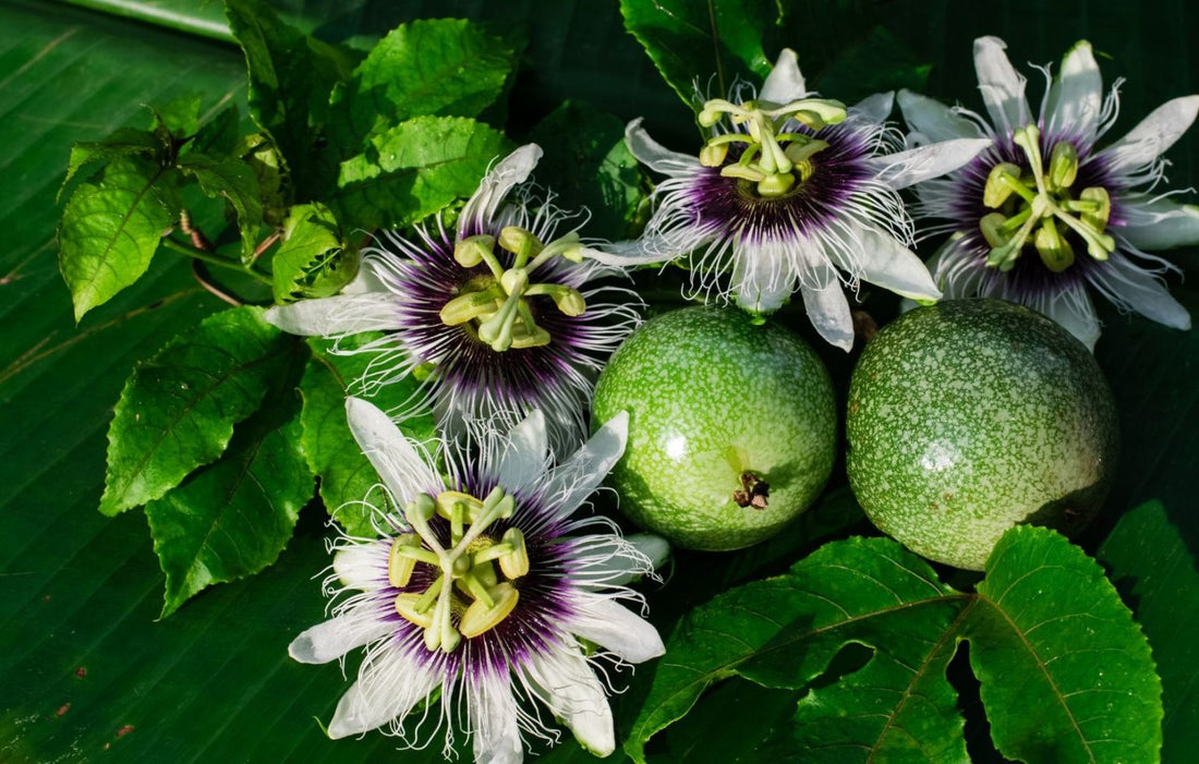 When to Plant Passion Fruit Plant
