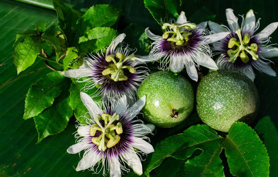 When to Plant Passion Fruit Plant