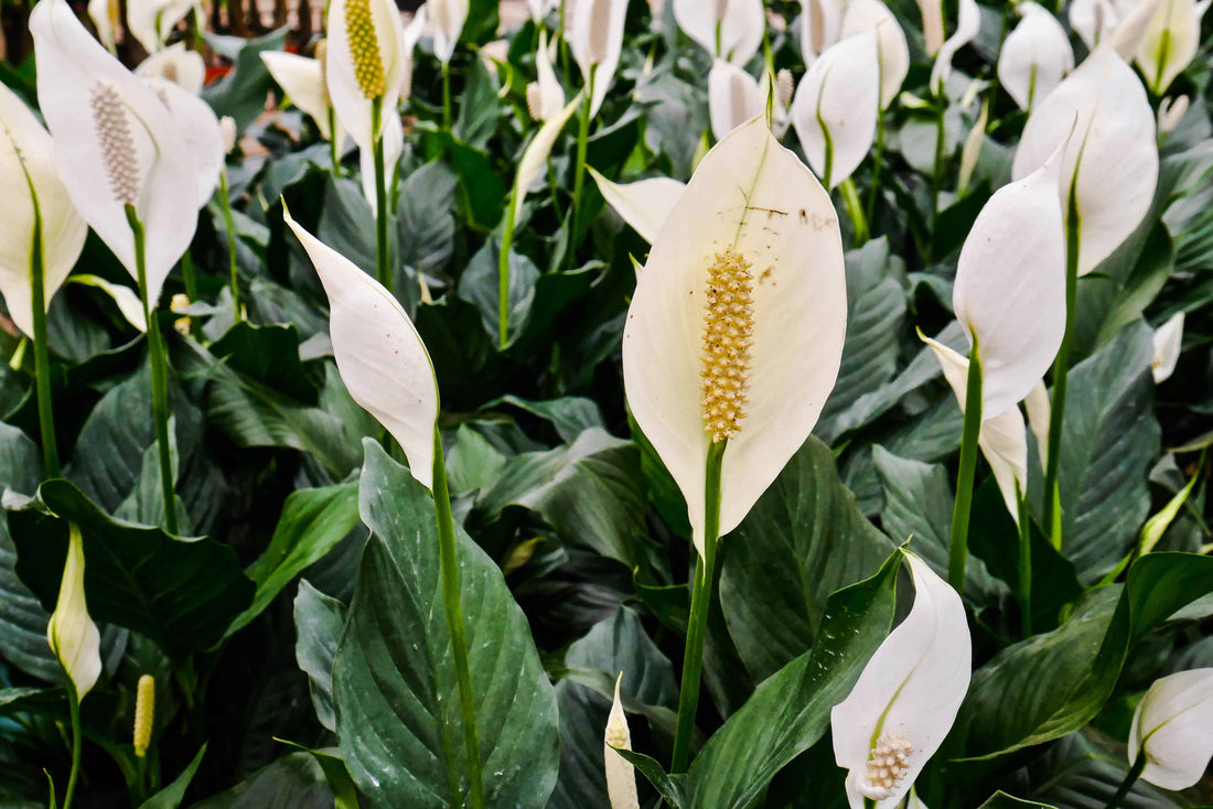Why the Peace Lily is the Perfect Plant for a Funeral