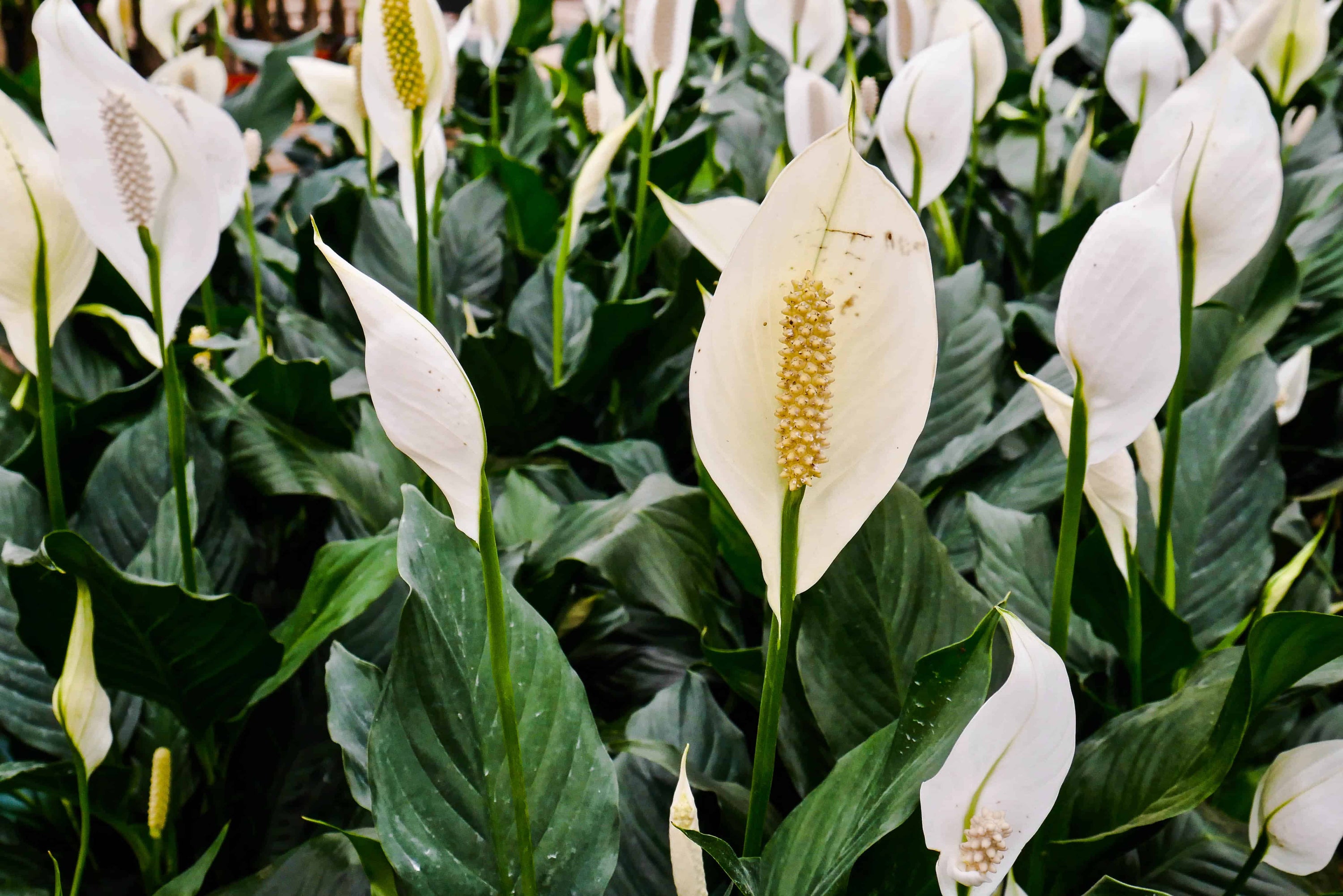 Why the Peace Lily is the Perfect Plant for a Funeral – Wekiva Foliage