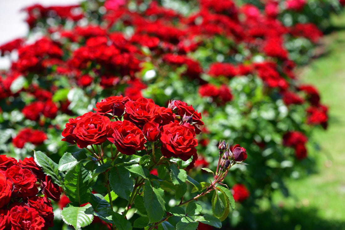 When to Plant Roses: Timing for Thriving Blooms
