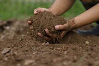 How Do I Keep My Soil Acidic Enough for Blueberries?