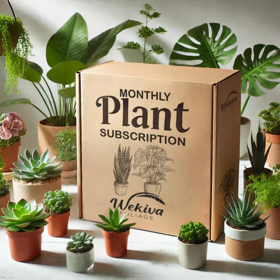 Why Plant Collectors (and Gift Buyers) Are Loving This Monthly Houseplant Subscription Box
