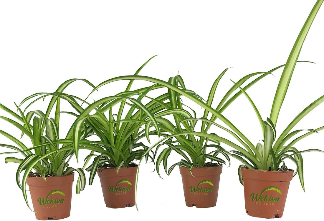 The Versatile Spider Plant: Care, Benefits, and Varieties