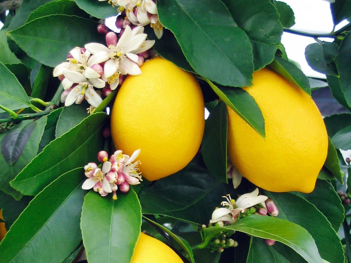 Are Lemon Tree Leaves Poisonous? – Wekiva Foliage