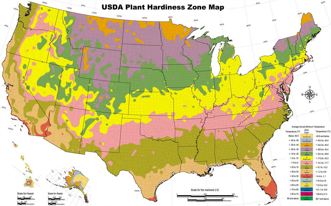 Where Can You Grow Dragon Fruit? A Guide to Zones and Indoor Gardening