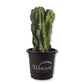 Monstrose Apple Cactus - 1 Live Plant in a 4 Inch Pot - Cereus Peruvianus - Dramatic Sculptural Bumpy Spiral Desert Cactus