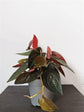 Syngonium Red Arrow - Live Plant in a 4 Inch Pot - Syngonium Erythrophyllum &
