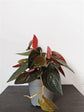 Syngonium Red Arrow - Live Plant in a 4 Inch Pot - Syngonium Erythrophyllum &