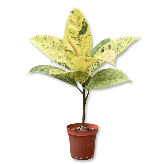 Moonshine Ficus Tree - 1 Live Plant in a 4 Inch Pot - Ficus Shivereana - Glossy Variegated Foliage Tropical Houseplant