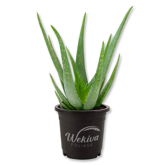Aloe Vera Plant - 1 Live Plant in a 4 Inch Pot - Aloe Barbadensis - Vibrant Decorative Upright Foliage Succulent