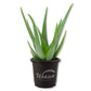 Aloe Vera Plant - 1 Live Plant in a 4 Inch Pot - Aloe Barbadensis - Vibrant Decorative Upright Foliage Succulent