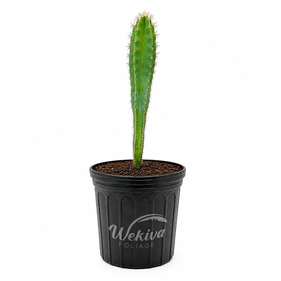 Monstrose Apple Cactus - 1 Live Plant in a 1 Gallon Pot - Cereus Peruvianus - Dramatic Sculptural Bumpy Spiral Desert Cactus