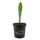 Monstrose Apple Cactus - 1 Live Plant in a 1 Gallon Pot - Cereus Peruvianus - Dramatic Sculptural Bumpy Spiral Desert Cactus