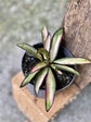 Hoya Wayetti Wax Plant - Live Plant in a 4 Inch Pot - Hoya Carnosa &