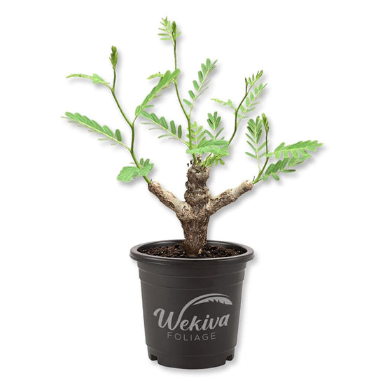 Feather Leaf Senna Plant - 1 Live Plant in a 4 Inch Pot - Senna Meridionalis - Delicate Foliage Elegant Tropical Shrub