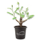 Feather Leaf Senna Plant - 1 Live Plant in a 4 Inch Pot - Senna Meridionalis - Delicate Foliage Elegant Tropical Shrub