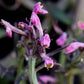 Red Monadenium Plant - 1 Live Plant in a 4 Inch Growers Pot - Monadenium Rubellum - Compact Structural Exotic Foliage Succulent