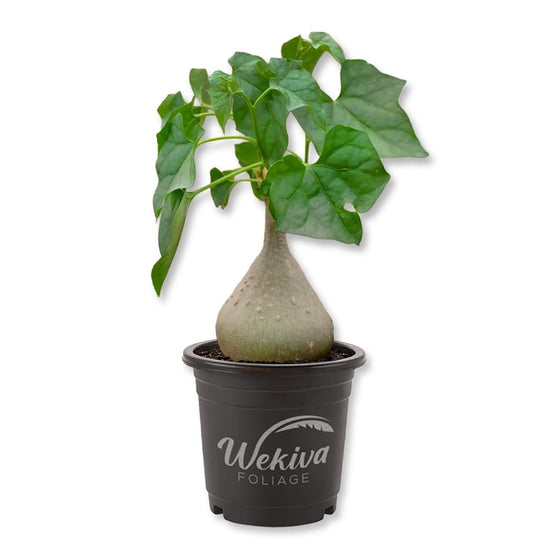 Bigfoot Plant - 1 Live Plant in a 4 Inch Pot - Gerrardanthus Macrorhizus - Oversized Woody Base Tropical Vining Succulent