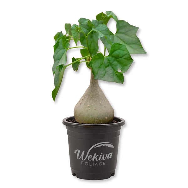 bigfoot succulent Bigfoot Plant - 1 Live Plant in a 4 Inch Pot
