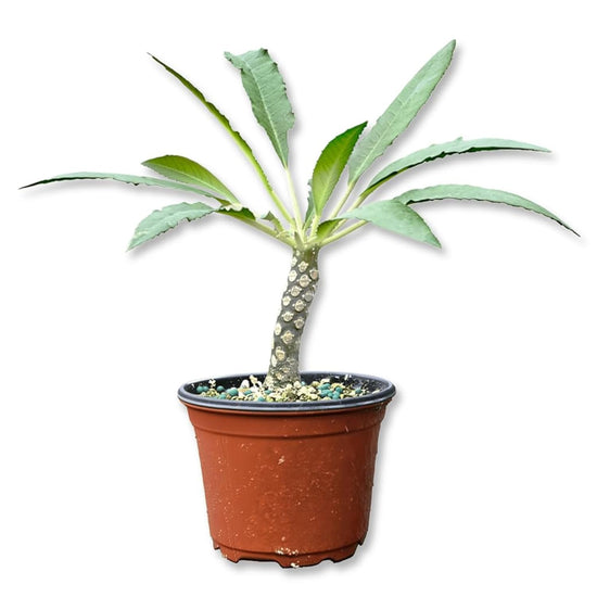 Grendelion Plant - 1 Live Plant in a 4 Inch Pot - Dorstenia Foetida - Compact Textured Sculptural Starburst Bloom Succulent