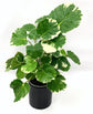 Variegated Balfour Aralia - Live Plant in a 4 Inch Grower&