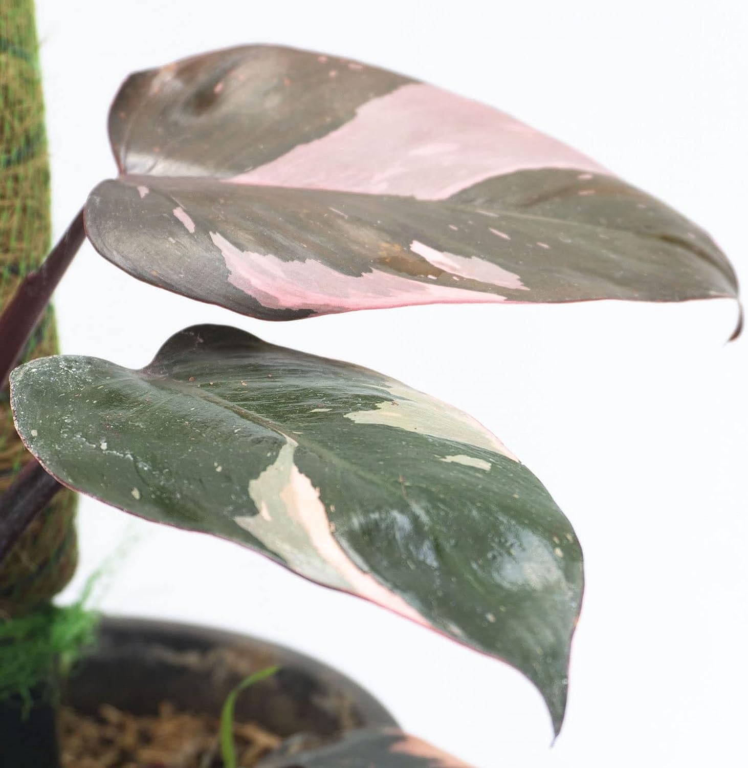 pink white princess philodendron Pink Princess Philodendron - Live Starter Plant in a 2 Inch Pot