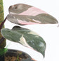 Pink Princess Philodendron - Live Starter Plant in a 2 Inch Pot - Philodendron Erubescens ‘Pink Princess’ - Extremely Rare Indoor Houseplant