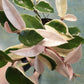 Hoya Albo Carnosa - Live Plant in a 4 Inch Pot - Hoya Carnosa &