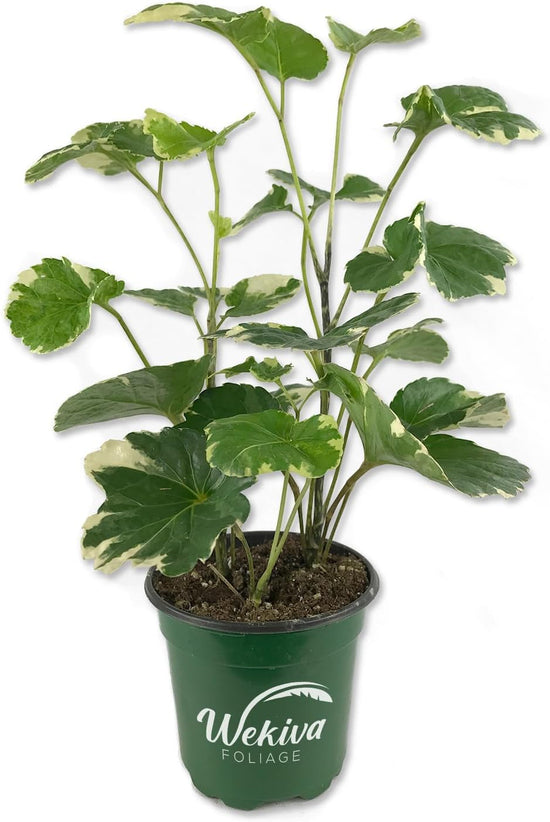 Variegated Balfour Aralia - Live Plant in a 4 Inch Grower&