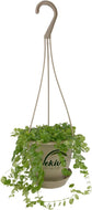 Enchanting String of Turtles Hanging Basket - Live Plant in a 4.5 Inch Hanging Nursery Pot - Peperomia Prostrata - Nature&