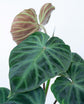 Philodendron Verrucosum - Ecuador Philodendron - Live Starter Plant in a 2 Inch Pot - Extremely Rare Indoor Houseplant - A Marvel of Nature&