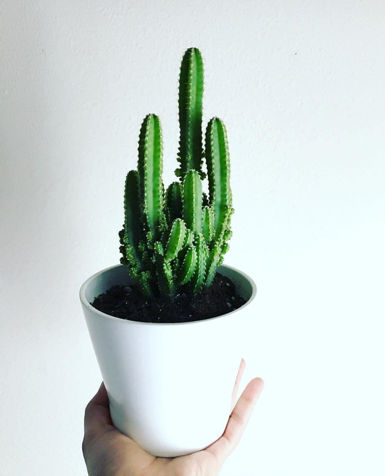 live cactus indoor plant Fairy Castle Cactus - Live Plant in a 3 Inch Pot - Cereus Tetragonus