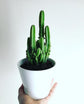 Fairy Castle Cactus - Live Plant in a 3 Inch Pot - Cereus Tetragonus - Beautiful Indoor Outdoor Cacti Succulent Houseplant
