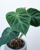 Philodendron Verrucosum - Ecuador Philodendron - Live Starter Plant in a 2 Inch Pot - Extremely Rare Indoor Houseplant - A Marvel of Nature&