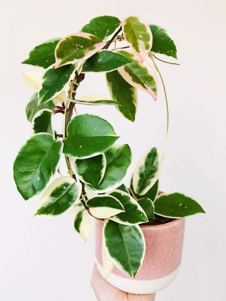 house plant hoya Hoya Albo Carnosa - Live Plant in a 4 Inch Pot - Hoya Carnosa 'Albo