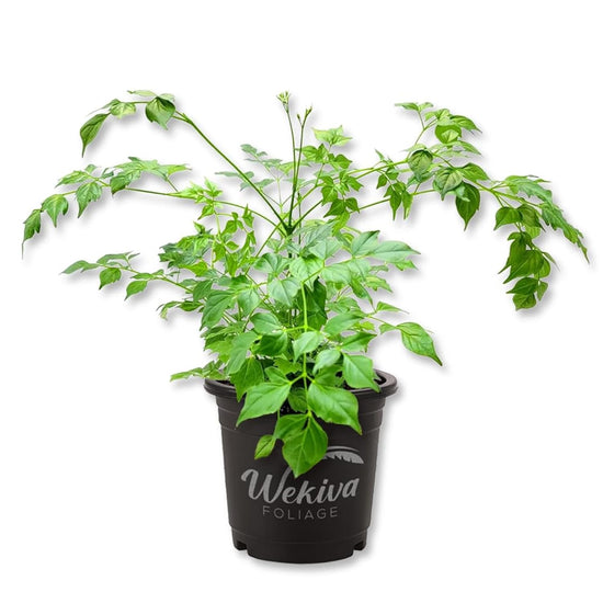 China Doll Plant - 1 Live Plant in a 4 Inch Pot - Radermachera Sinica - Beautiful Easy Care Indoor Houseplant