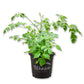 China Doll Plant - 1 Live Plant in a 4 Inch Pot - Radermachera Sinica - Beautiful Easy Care Indoor Houseplant