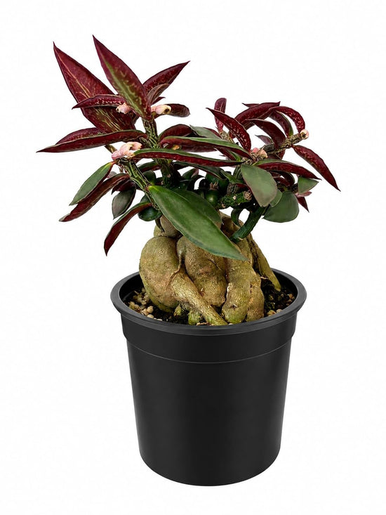 Red Monadenium Plant - 1 Live Plant in a 4 Inch Growers Pot - Monadenium Rubellum - Compact Structural Exotic Foliage Succulent