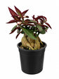 Red Monadenium Plant - 1 Live Plant in a 4 Inch Growers Pot - Monadenium Rubellum - Compact Structural Exotic Foliage Succulent