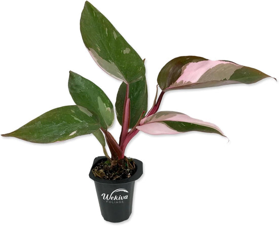 Pink Princess Philodendron - Live Starter Plant in a 2 Inch Pot - Philodendron Erubescens ‘Pink Princess’ - Extremely Rare Indoor Houseplant