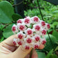 Hoya Wayetti Wax Plant - Live Plant in a 4 Inch Pot - Hoya Carnosa &