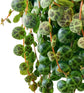 Enchanting String of Turtles Hanging Basket - Live Plant in a 4.5 Inch Hanging Nursery Pot - Peperomia Prostrata - Nature&