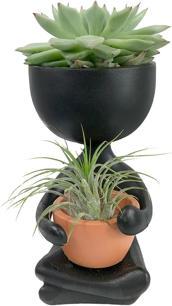 Zen Harmony Planter - Live Plants in a Decorative Pot - Cactus Succulent Air Plant - A Symbol of Serenity and Natural Beauty