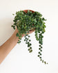 Enchanting String of Turtles Hanging Basket - Live Plant in a 4.5 Inch Hanging Nursery Pot - Peperomia Prostrata - Nature&