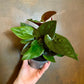 Syngonium Red Arrow - Live Plant in a 4 Inch Pot - Syngonium Erythrophyllum &