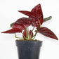 Syngonium Red Arrow - Live Plant in a 4 Inch Pot - Syngonium Erythrophyllum &