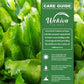 Culantro Plant - 1 Live Plant in a 4 Inch Growers Pot - Eryngium Foetidum - Compact Serrated Tropical Culinary Foliage